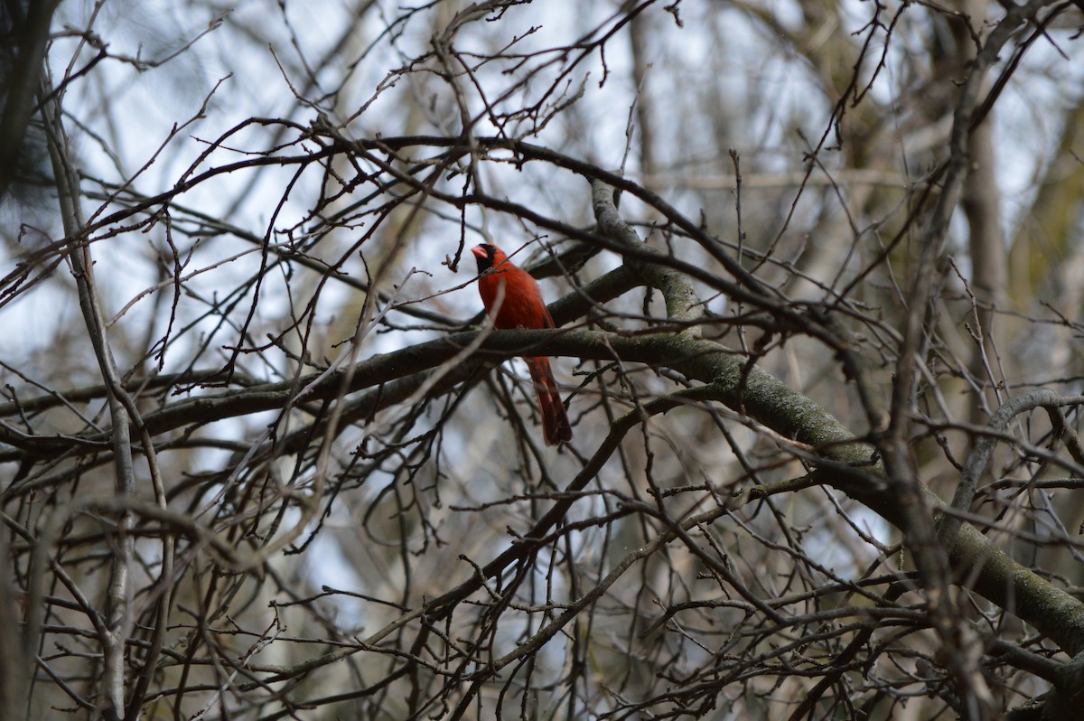 Cardinal rouge - ML53539221