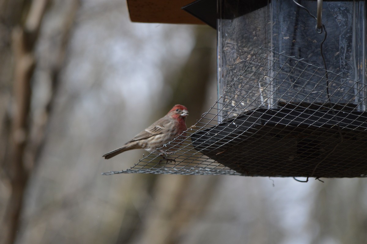 House Finch - ML53539281