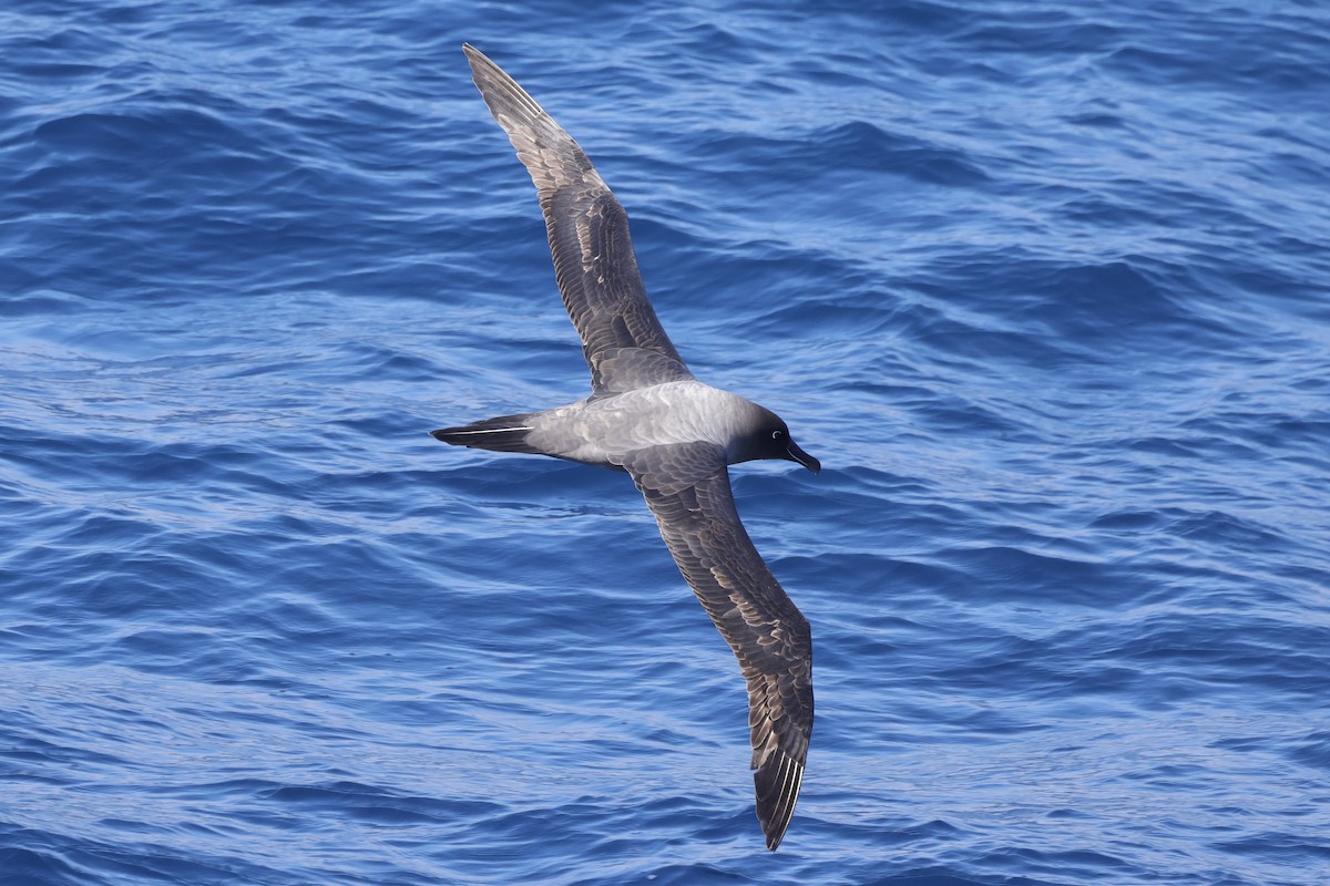Light-mantled Albatross - ML535394551