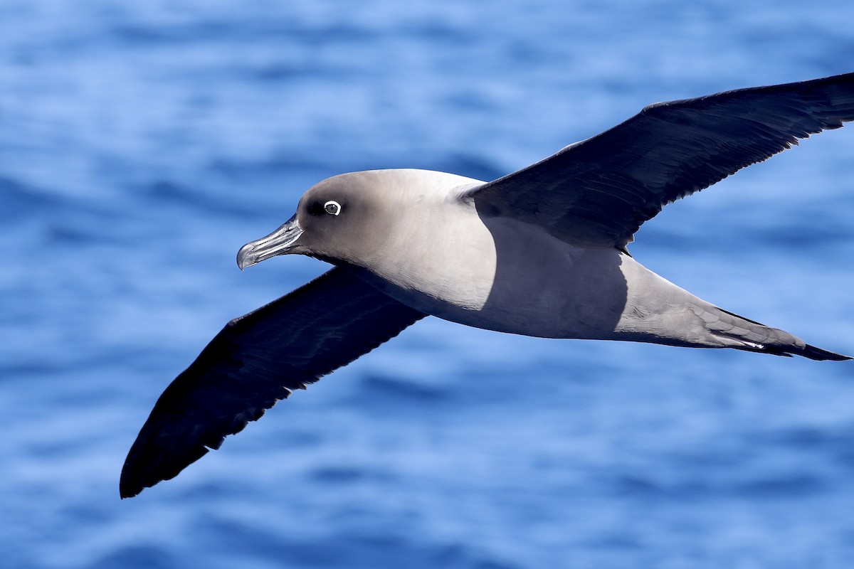 albatros světlehřbetý - ML535394561
