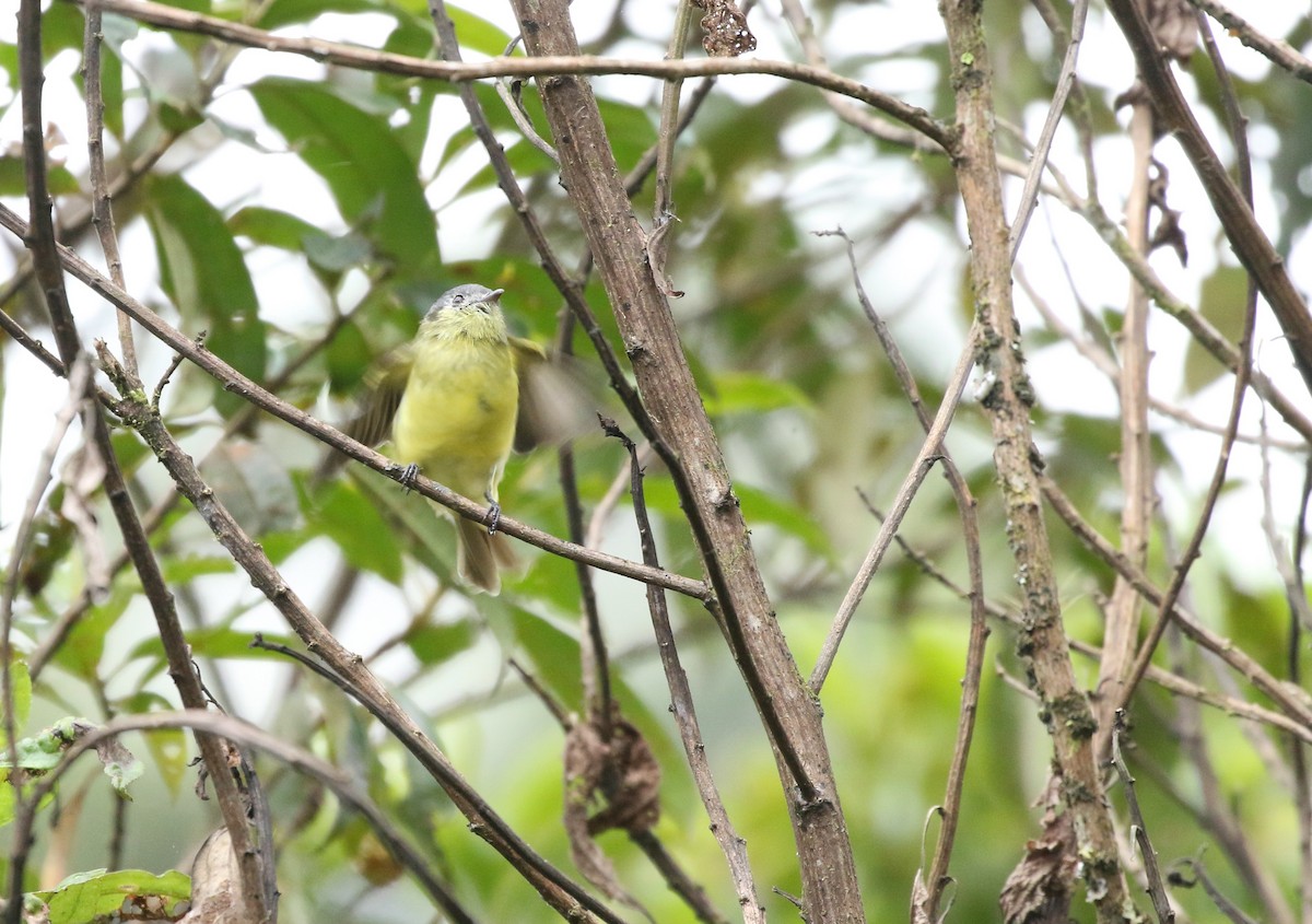 Ashy-headed Tyrannulet - Will Sweet