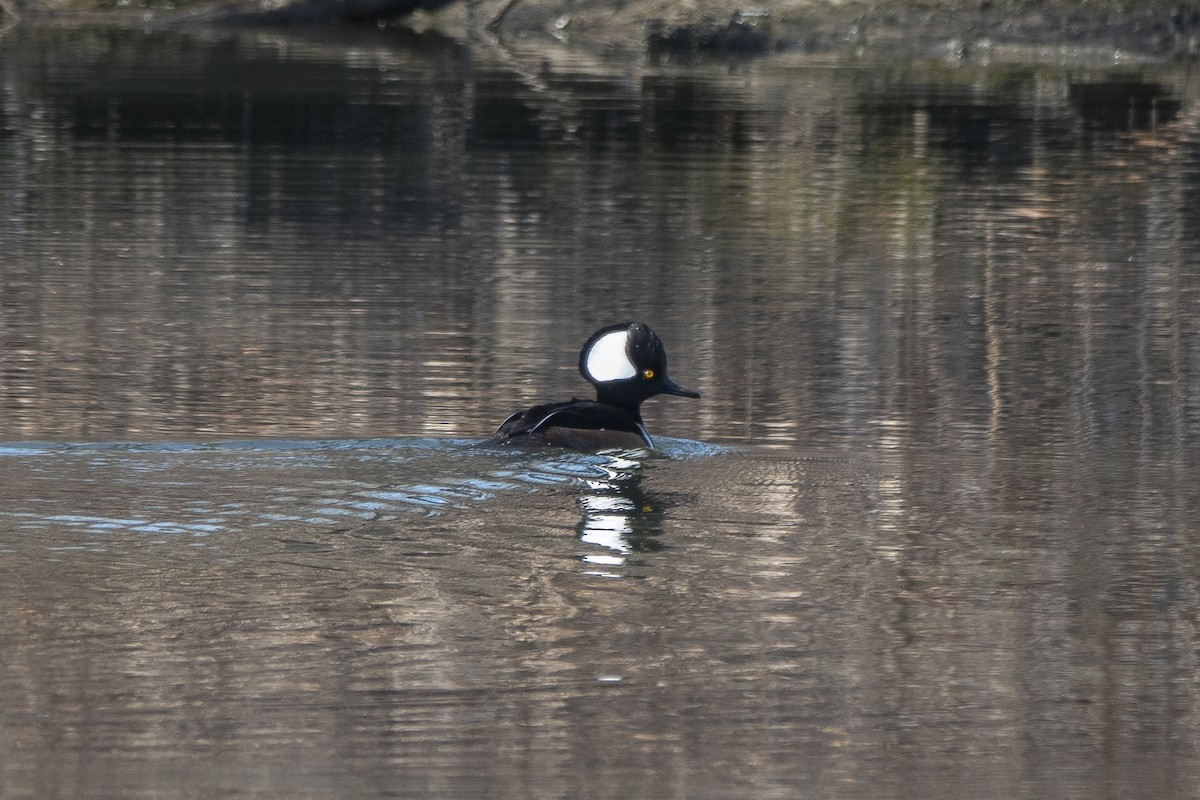 Hooded Merganser - ML535398331