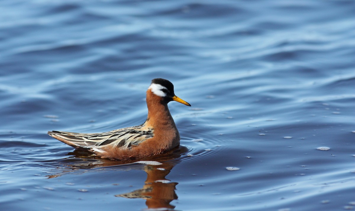 Red Phalarope - ML53539951