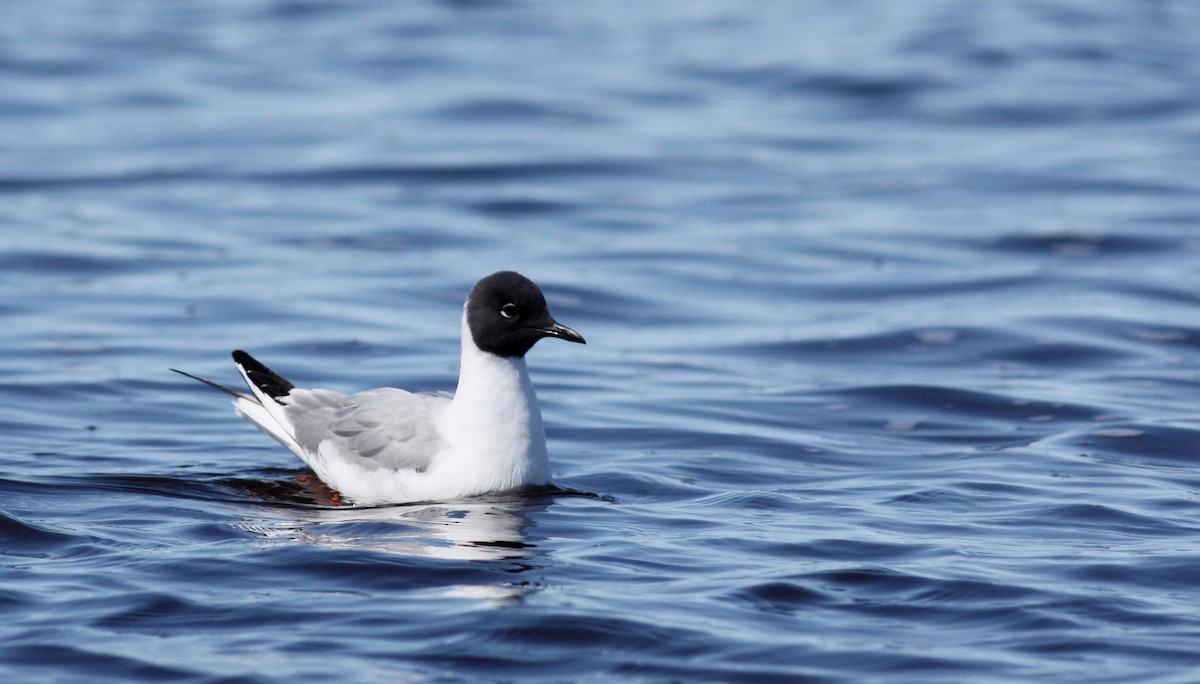 Bonaparte's Gull - ML53539991