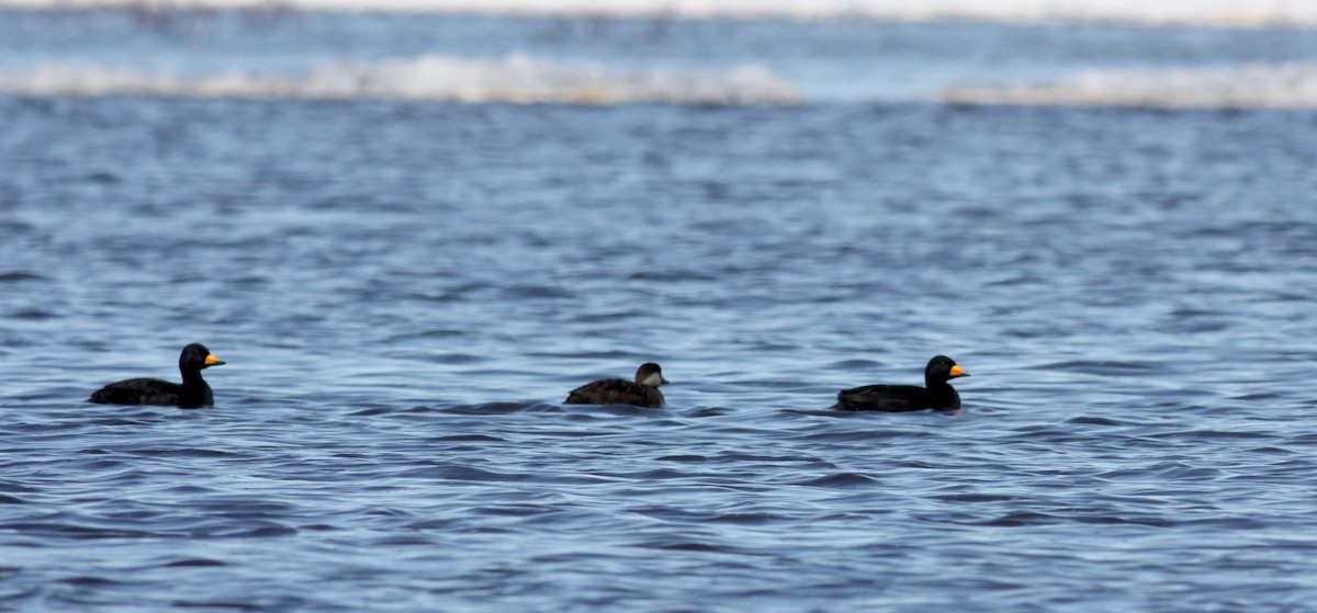 Black Scoter - Jay McGowan