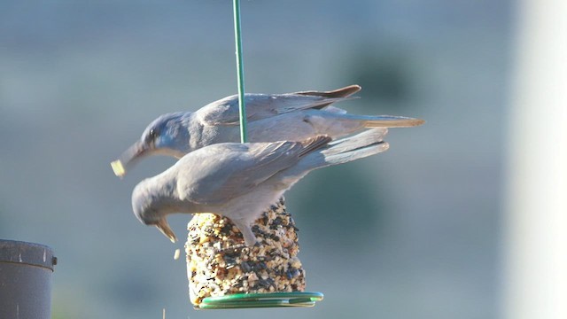 Pinyon Jay - ML535400281