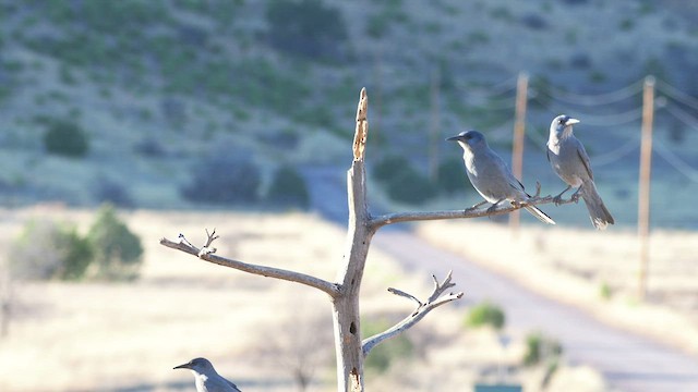 Pinyon Jay - ML535400291