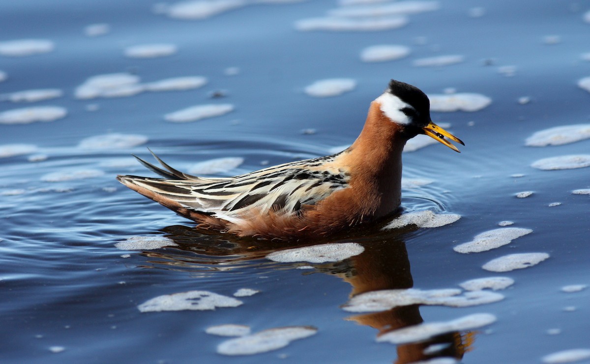 Red Phalarope - ML53540041