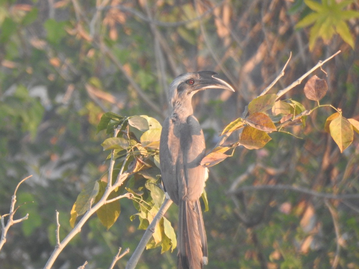 Indian Gray Hornbill - ML535400441