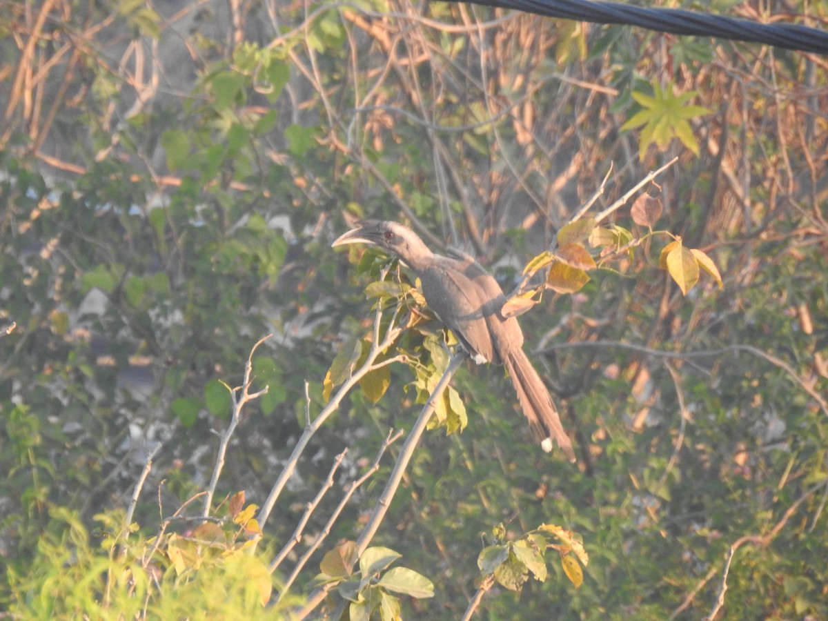 Indian Gray Hornbill - ML535400451