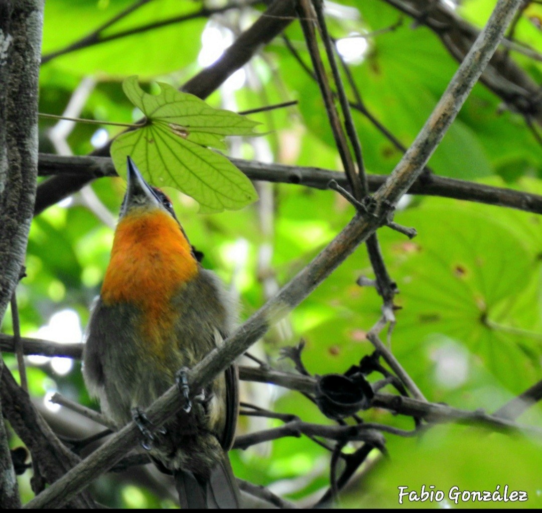 Scarlet-crowned Barbet - ML535400561