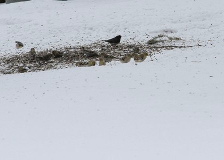 Dark-eyed Junco - ML53540071