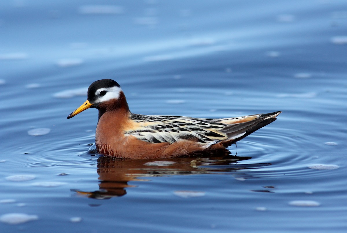 Red Phalarope - ML53540091