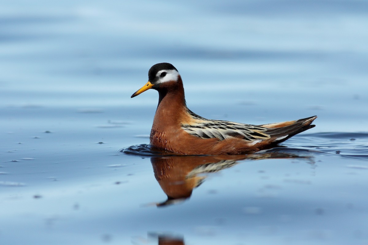 Red Phalarope - Jay McGowan