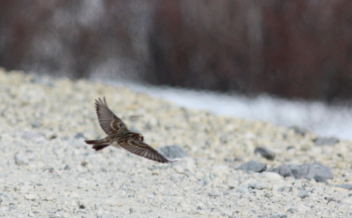 Lapland Longspur - ML53540141