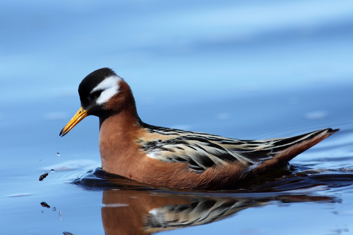 Red Phalarope - ML53540191