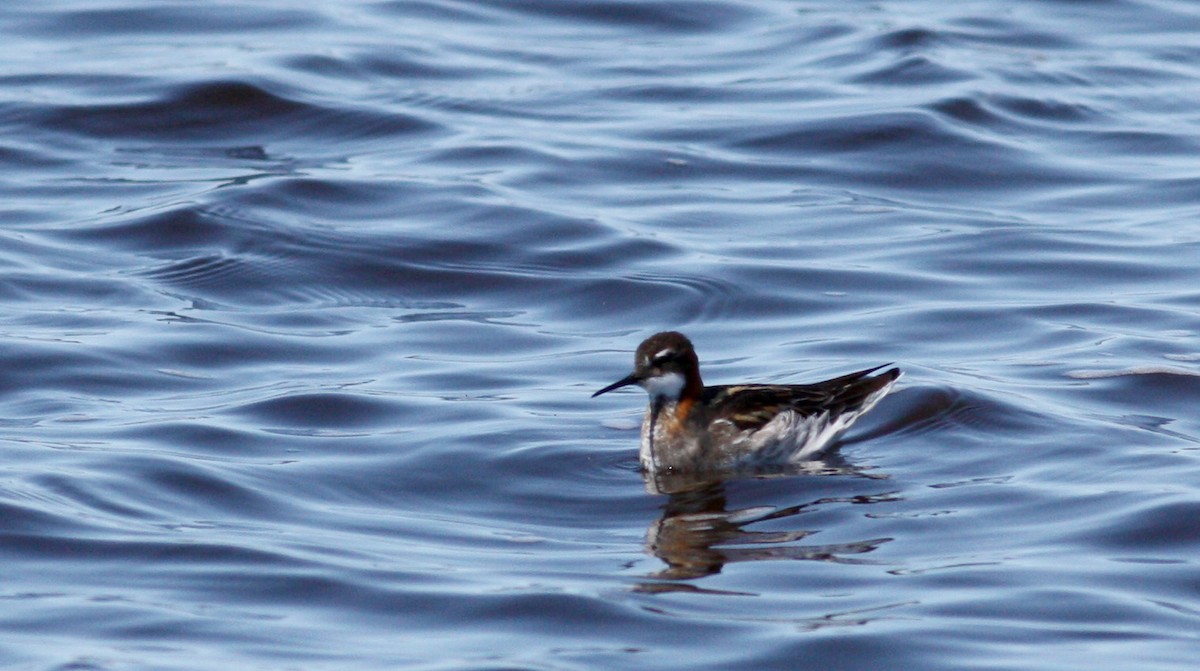 Red-necked Phalarope - ML53540211