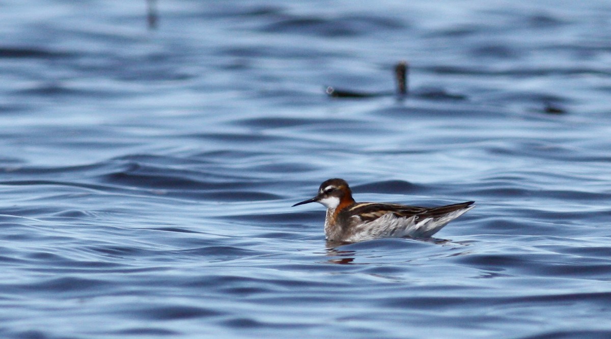 Red-necked Phalarope - ML53540221