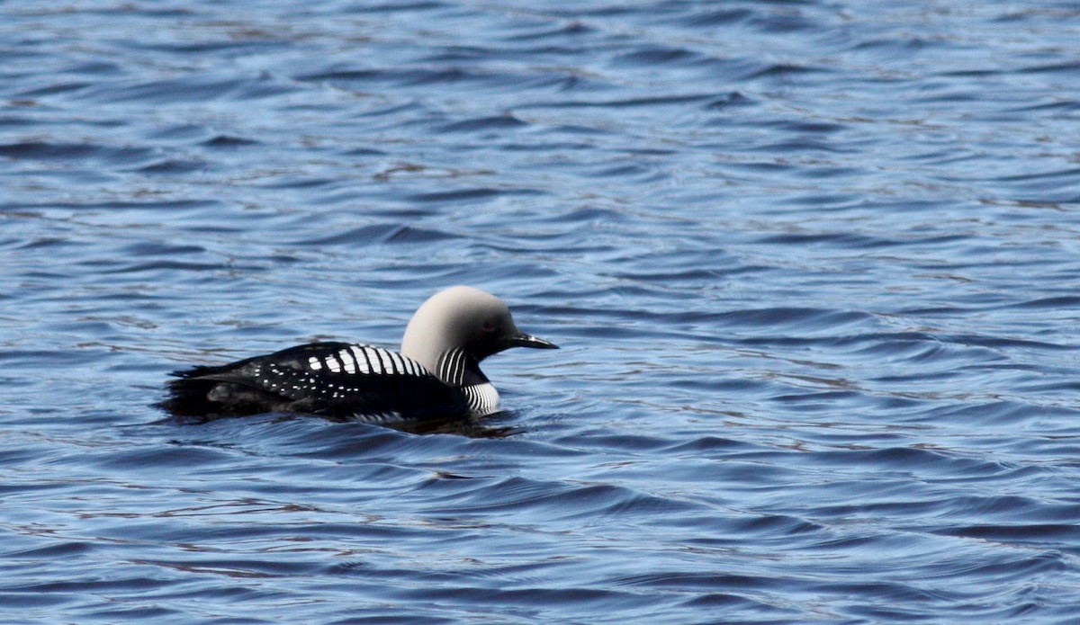 Pacific Loon - ML53540241