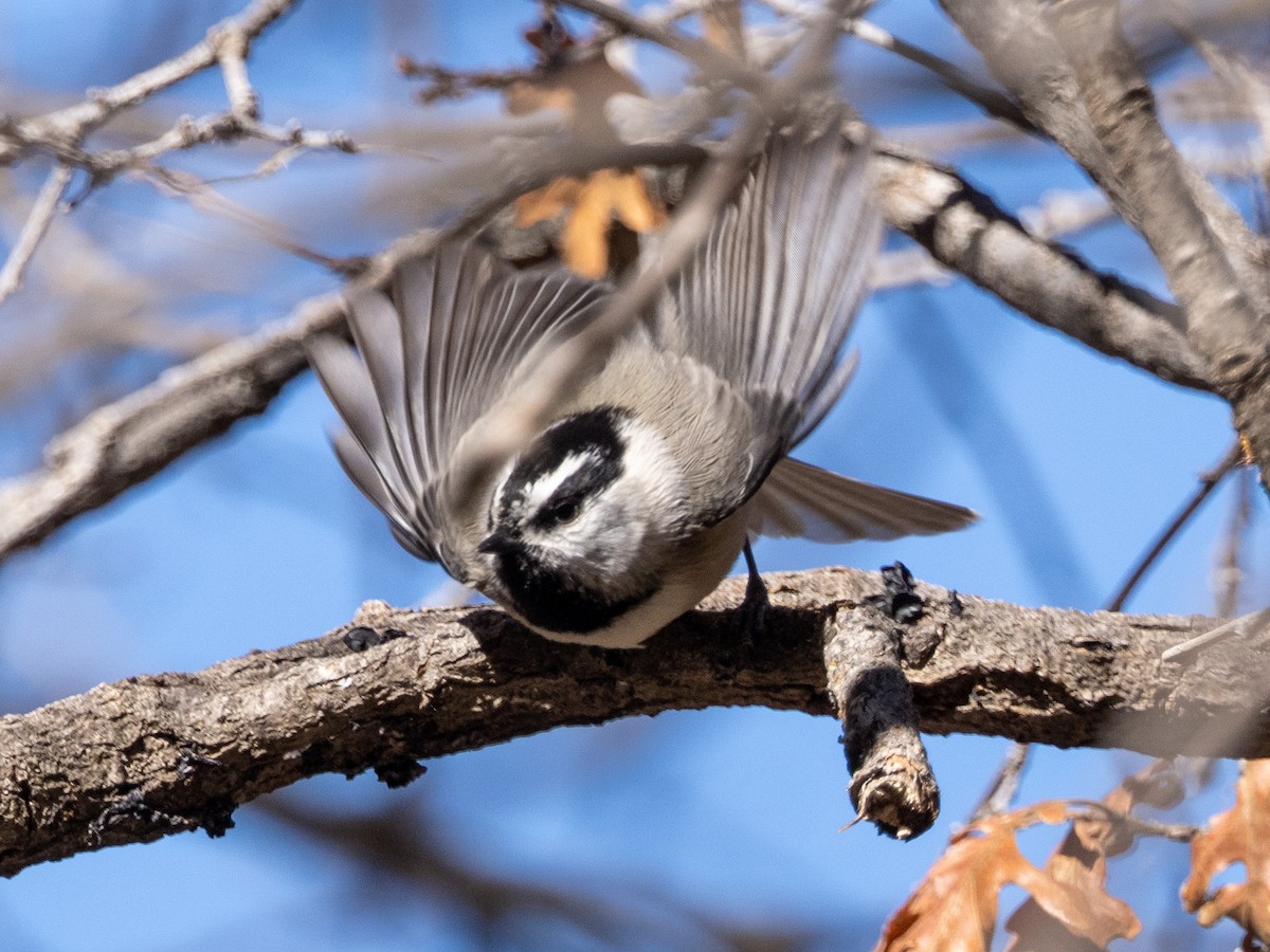 Mountain Chickadee - Mark Scheuerman