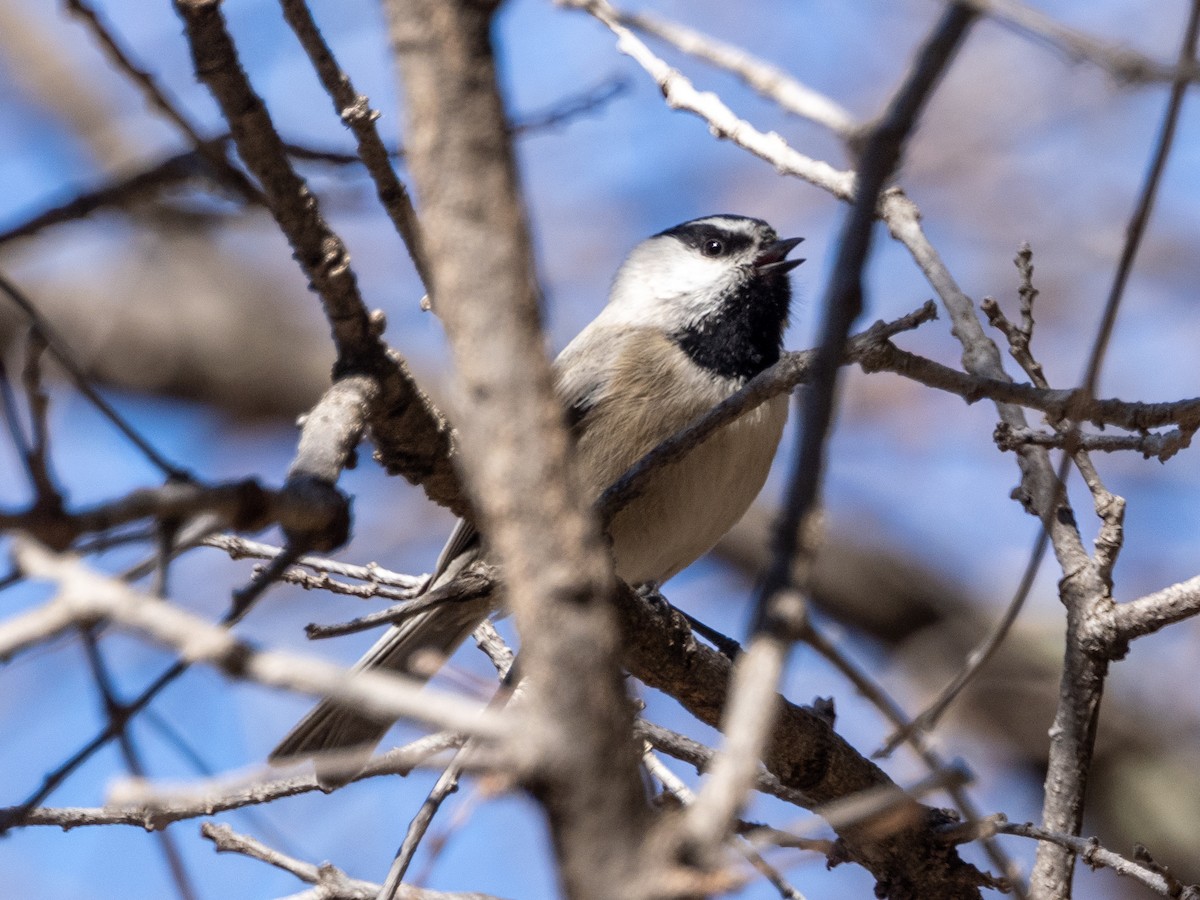 Mountain Chickadee - ML535402661