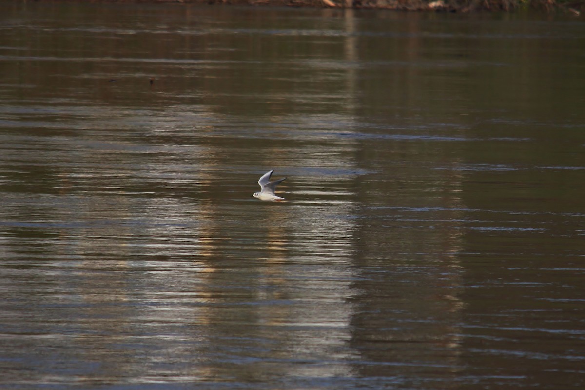 Bonaparte's Gull - ML53540501