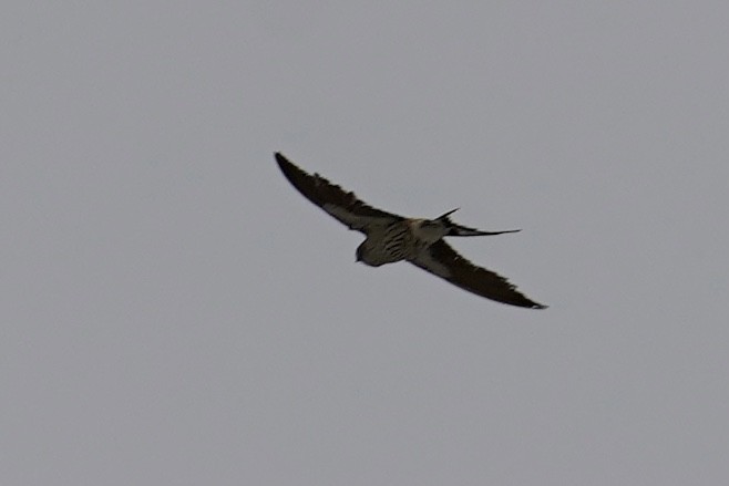 Golondrina Cabecirrufa - ML535405921