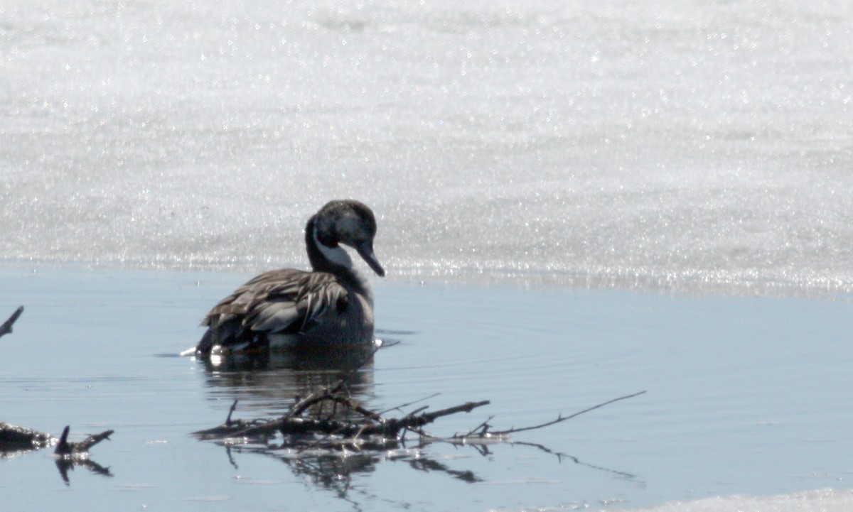 Northern Pintail - Jay McGowan