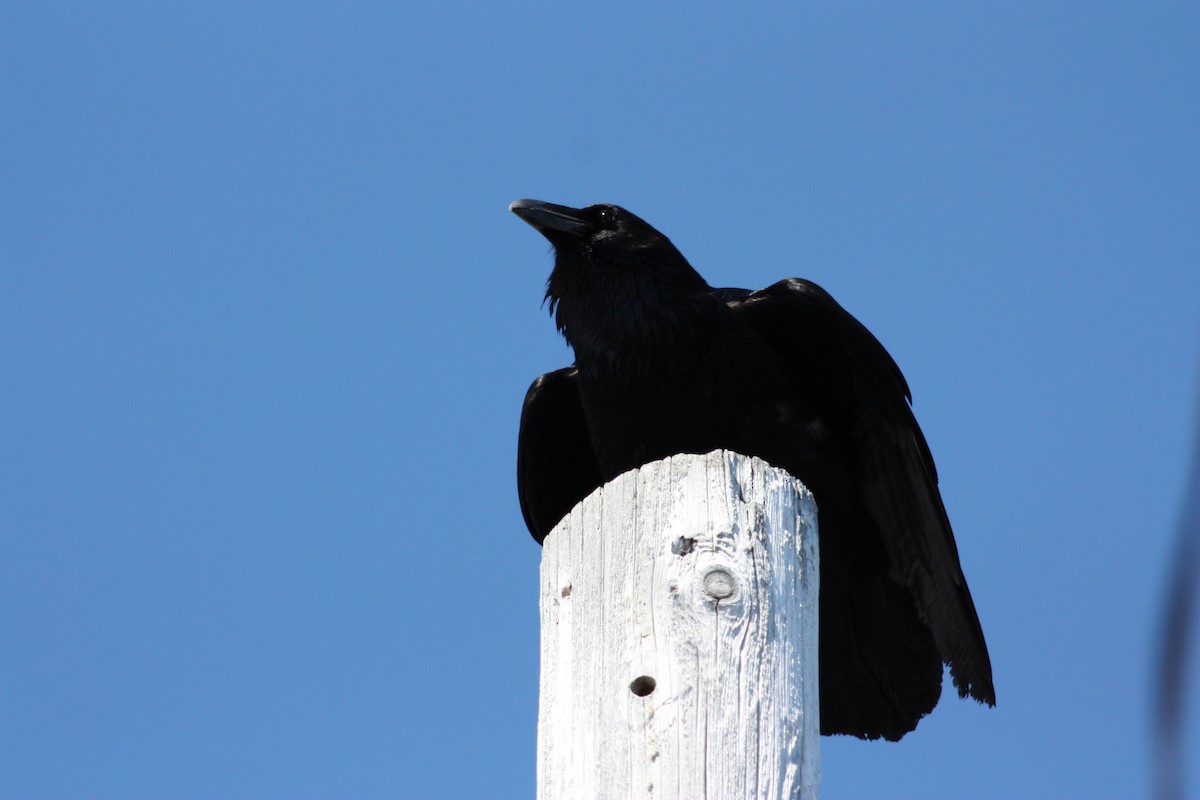 Common Raven - ML53540791