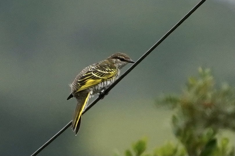 Black Cuckooshrike - ML535409271