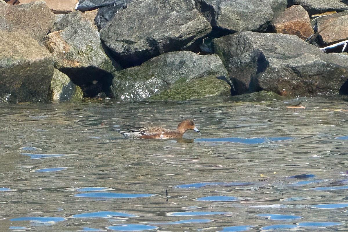 Eurasian Wigeon - Ant Tab