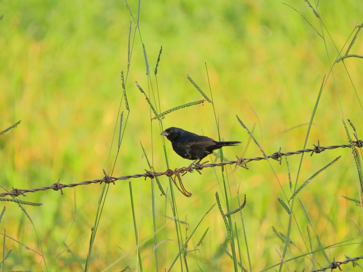 Blue-black Grassquit - ML535410441