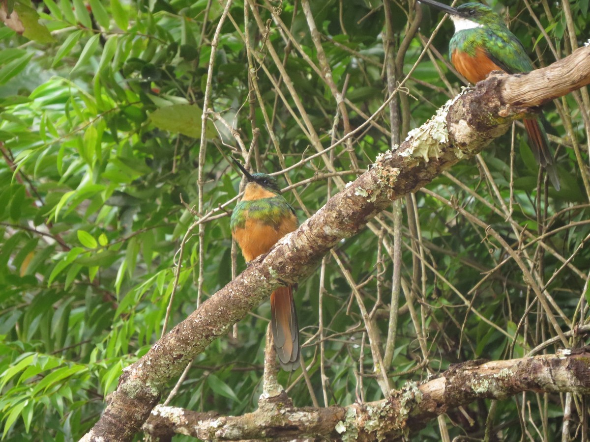 Rufous-tailed Jacamar - ML535411311