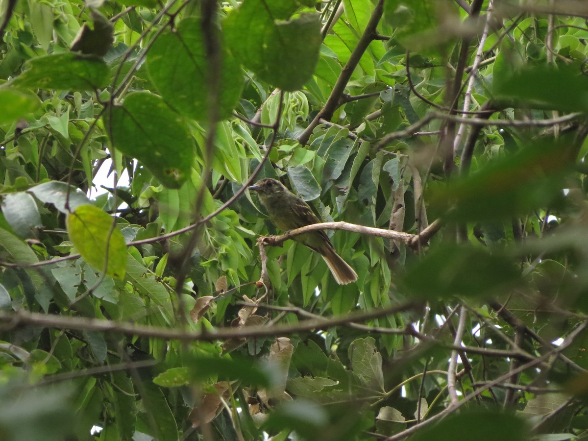 Sepia-capped Flycatcher - ML535411381