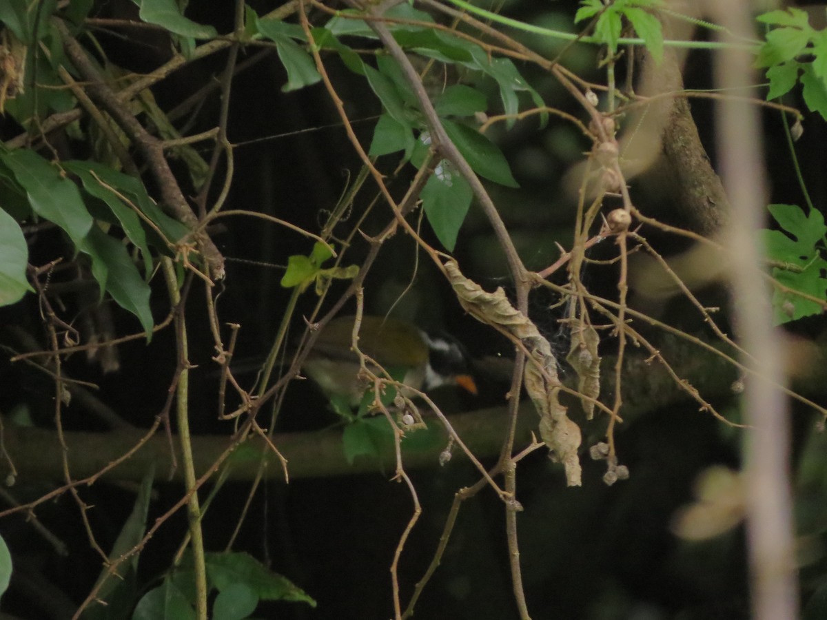 Saffron-billed Sparrow (Saffron-billed) - ML535411461