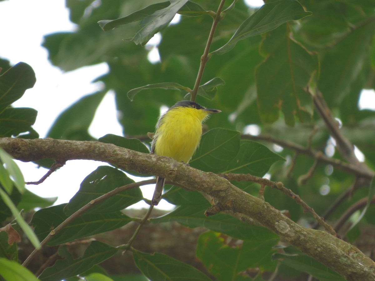 Common Tody-Flycatcher - ML535411491