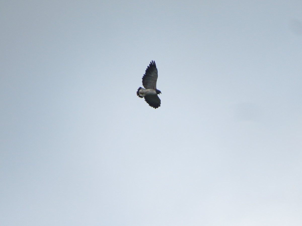 White-tailed Hawk - ML535411521