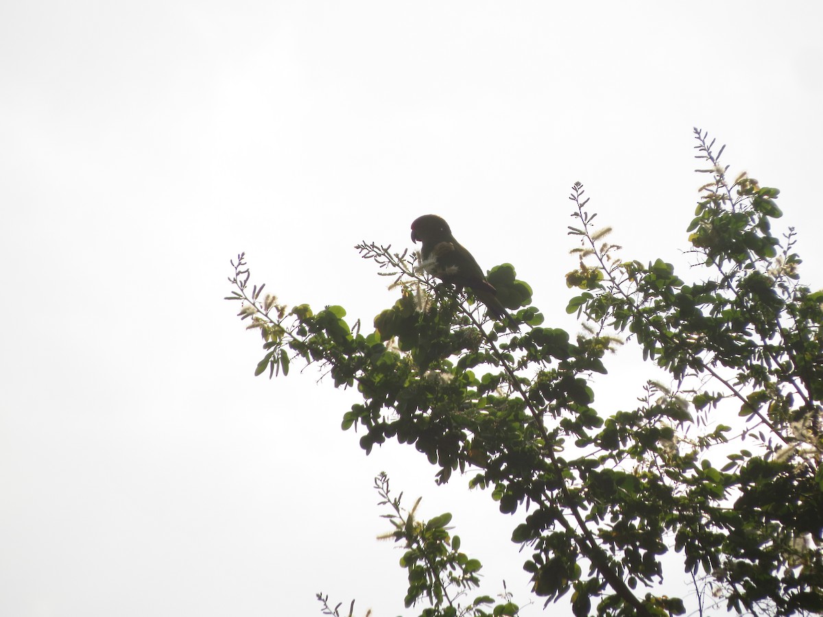 Golden-capped Parakeet - ML535411571