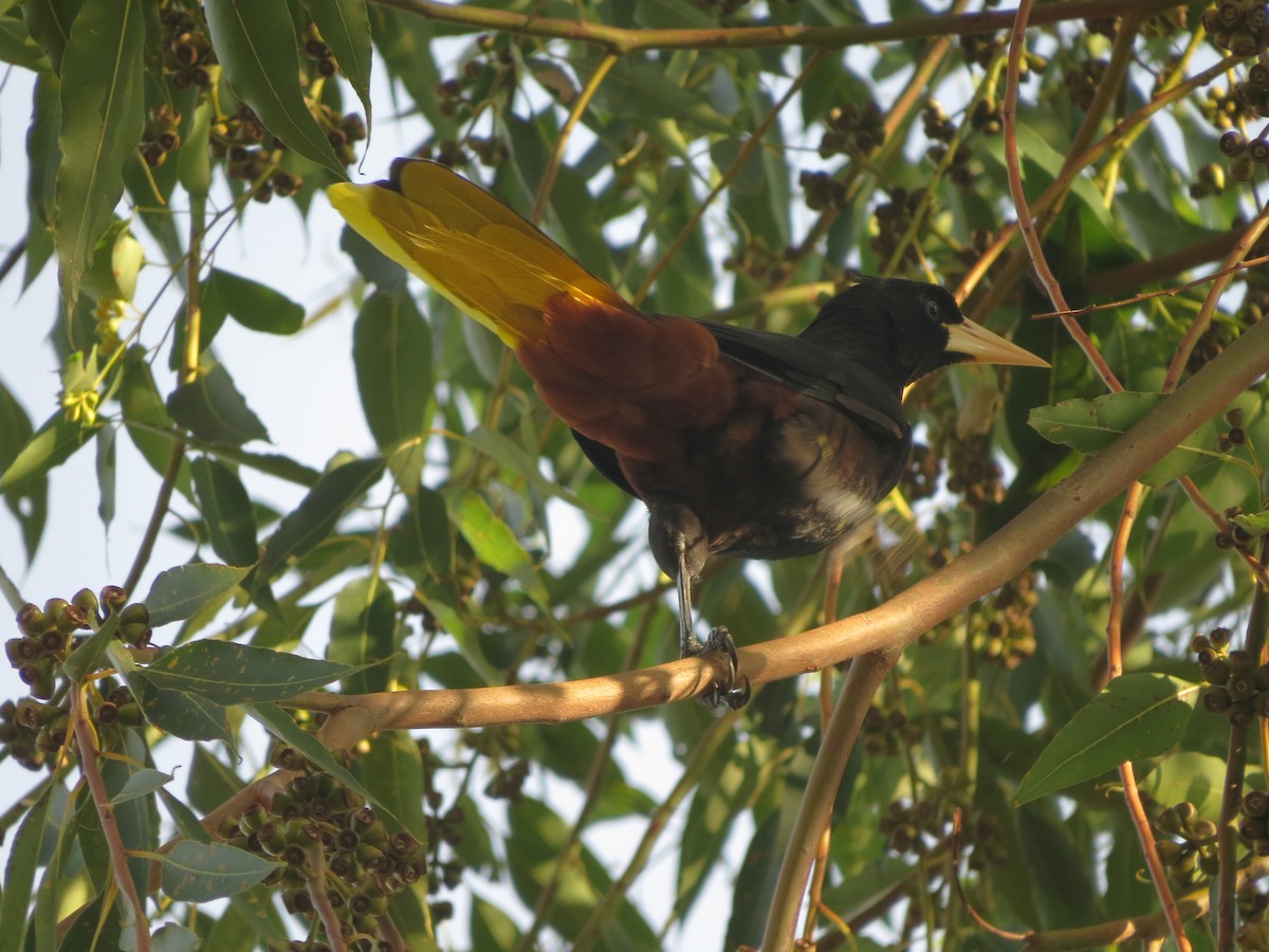 Crested Oropendola - ML535411591