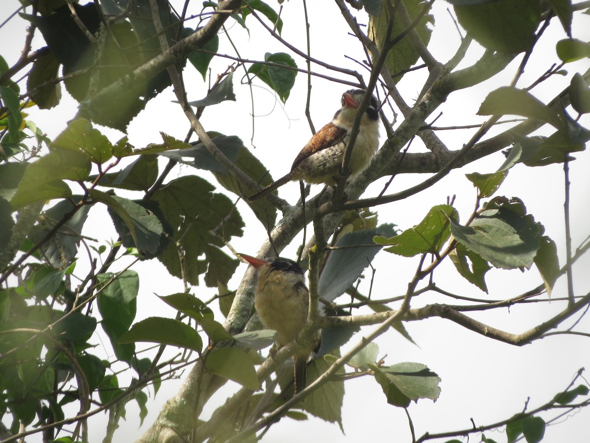 White-eared Puffbird - ML535411731