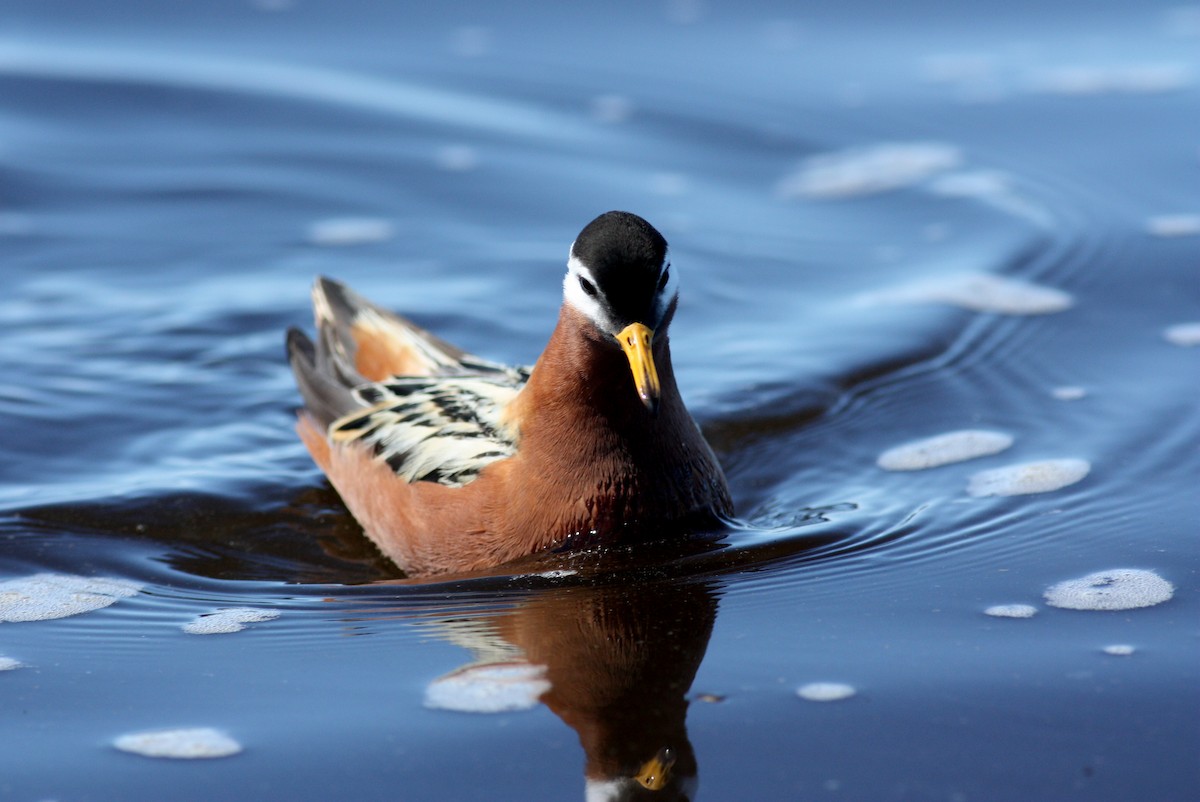 Red Phalarope - ML53541181