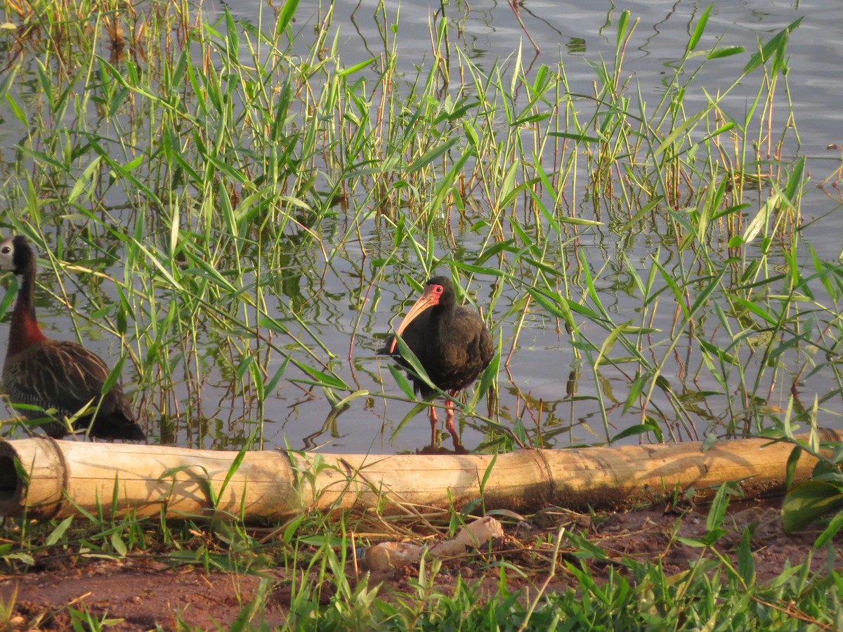 Bare-faced Ibis - ML535411841