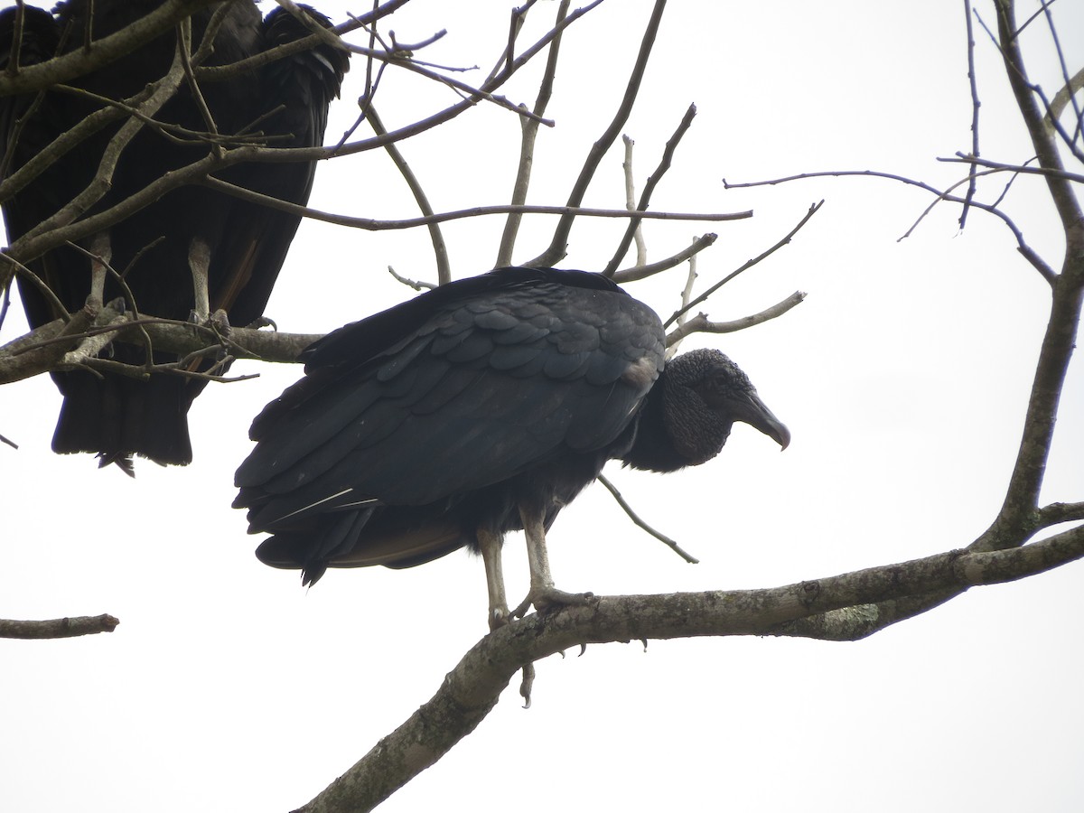 Black Vulture - ML535411911