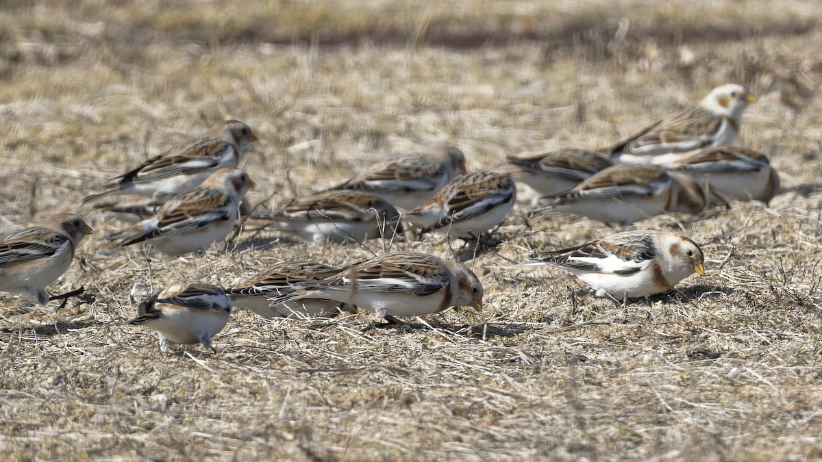 Цасч хөмрөг - ML535412281