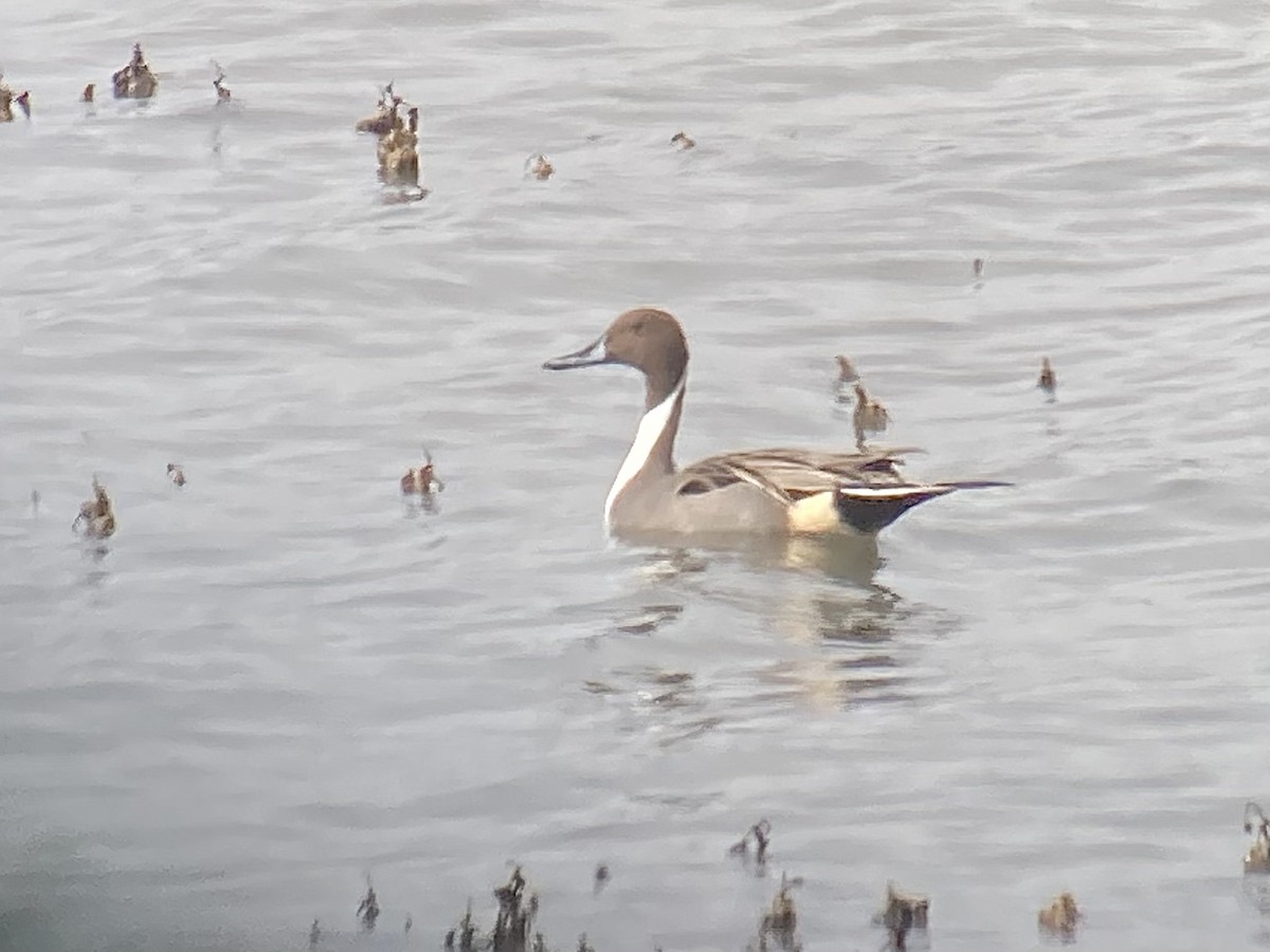 Northern Pintail - Juan Pérez