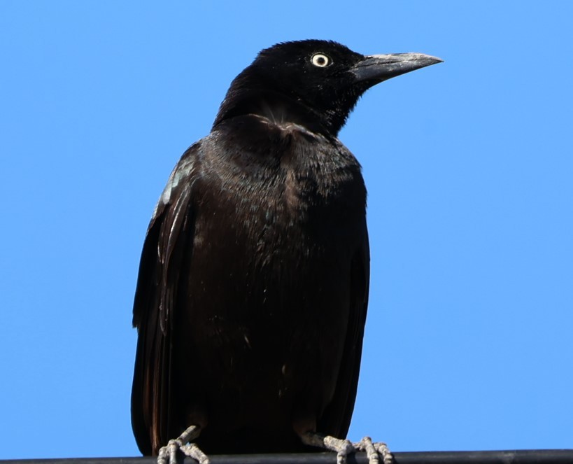 Boat-tailed Grackle - ML535412401