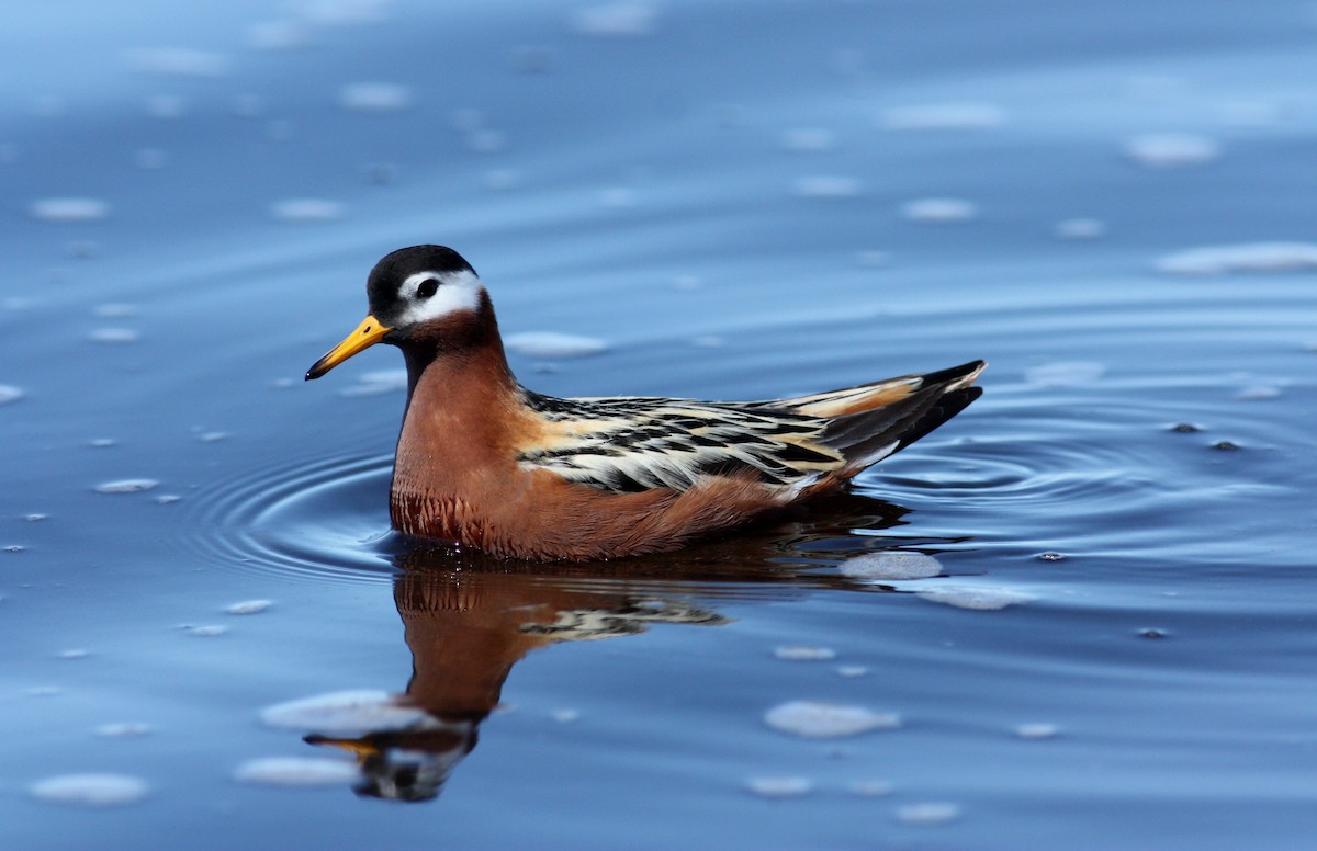 Red Phalarope - ML53541331