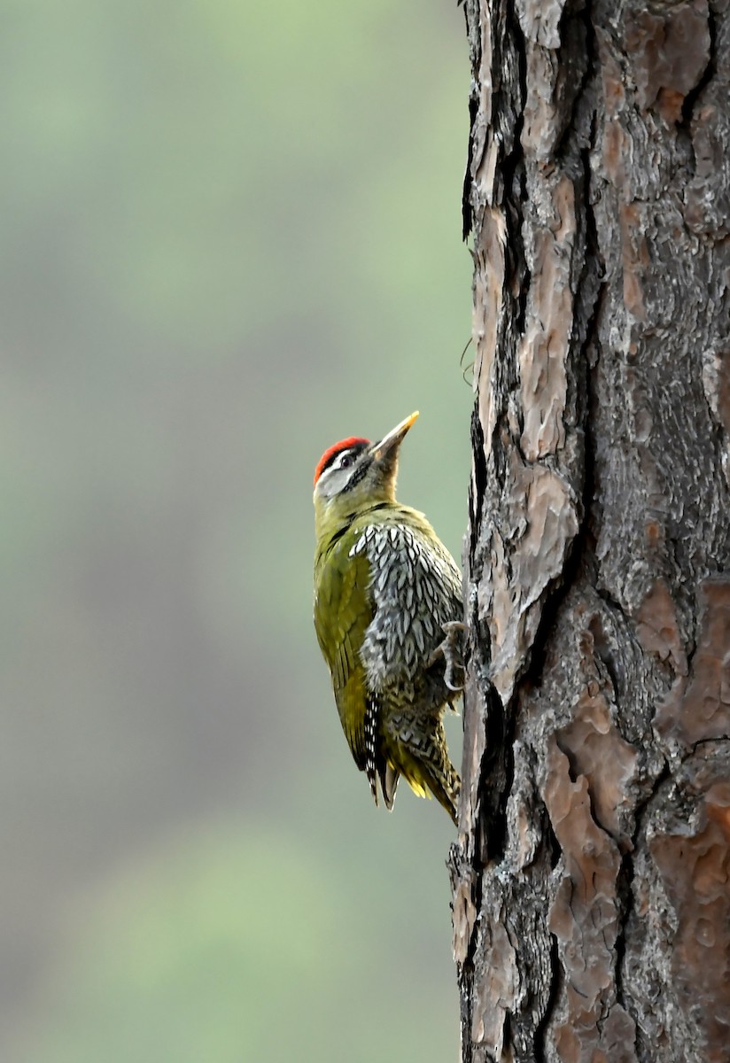 Scaly-bellied Woodpecker - Savithri Singh