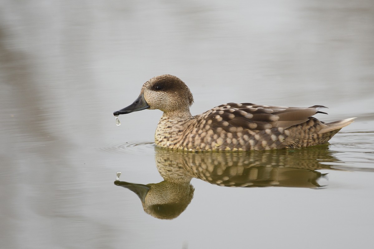 Marbled Duck - ML535415041