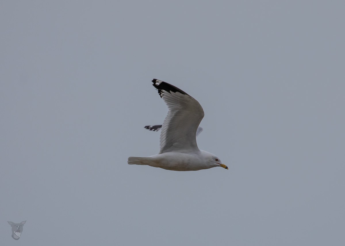 Ring-billed Gull - ML535415611